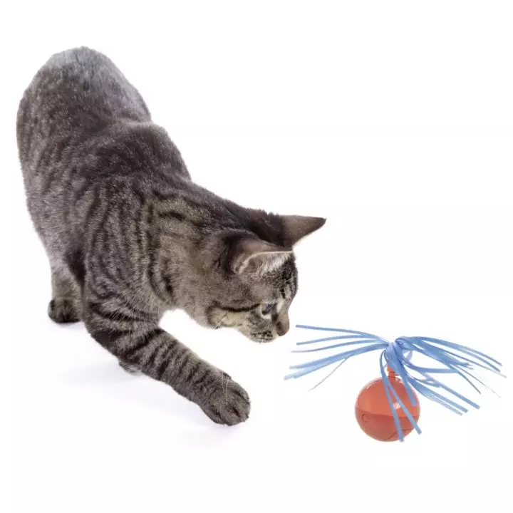 Programmable cat outlet toy