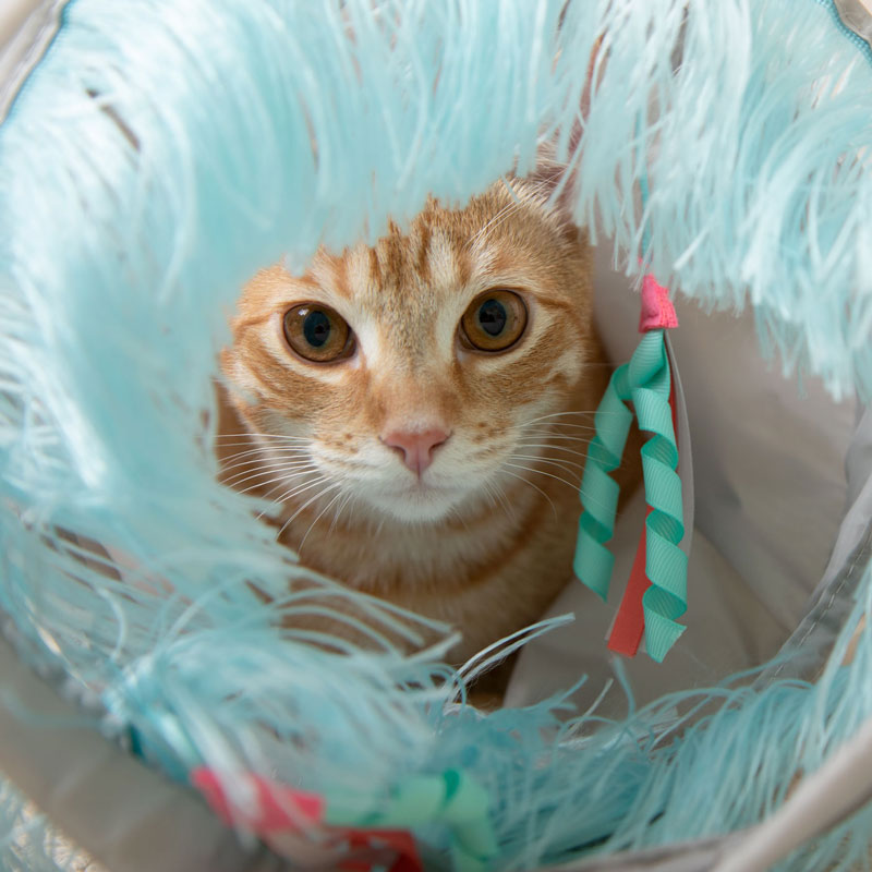 Cat in SmartyKat tunnel toy