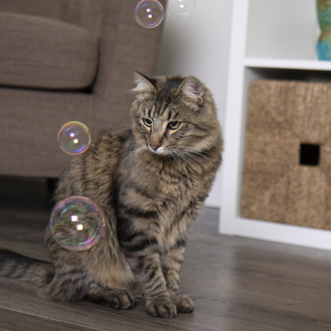 SmartyKat Catnip Mist — Natty Pet Shop