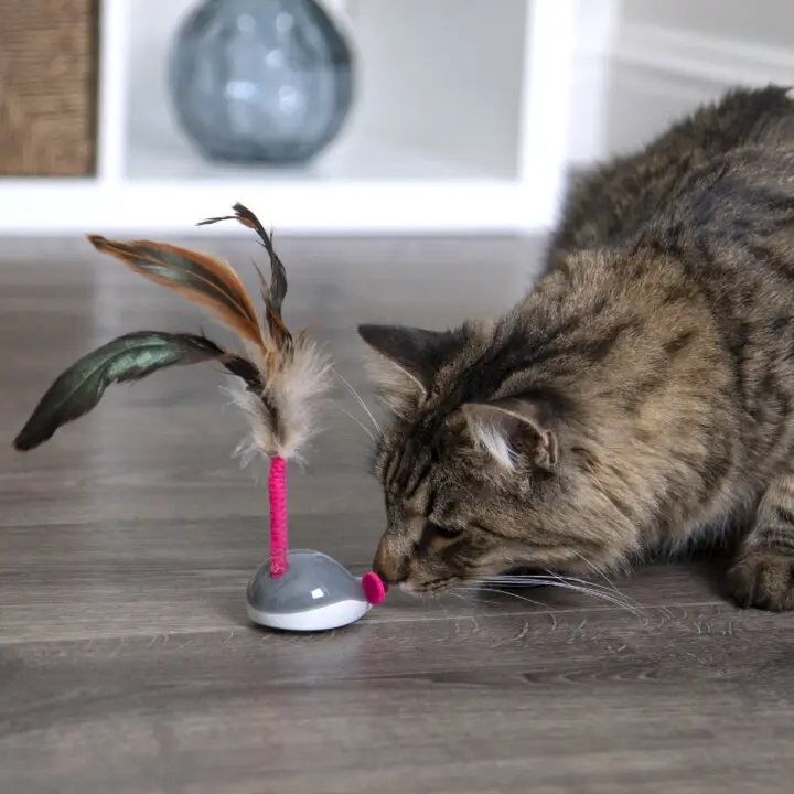 Feather whirl cheap cat toy